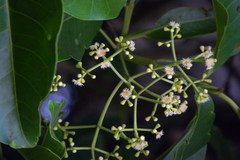 Syzygium travancoricum